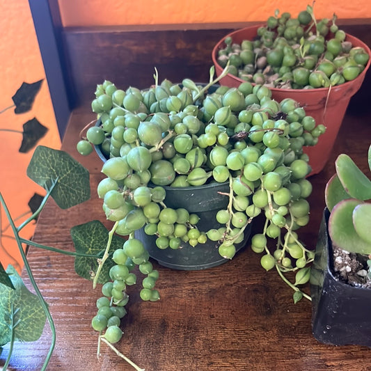 STRING OF PEARLS