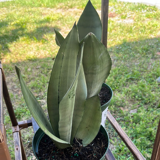 SNAKE PLANT