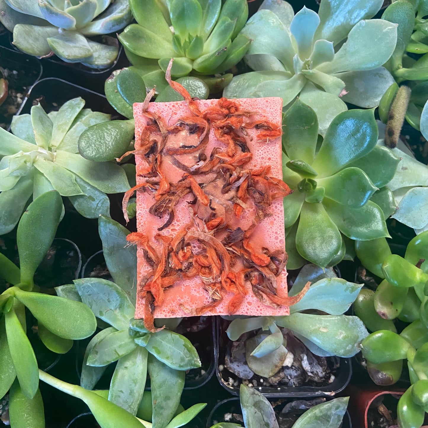 Orange Cinnamon Soap