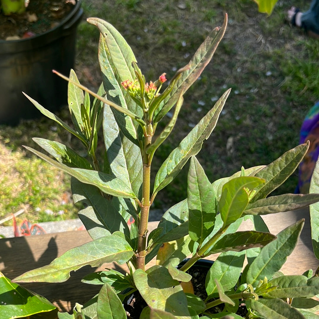 MILK WEED