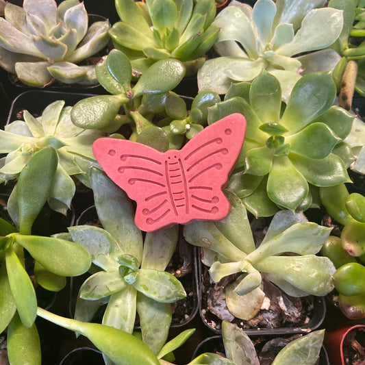 Clove Butterfly Soap