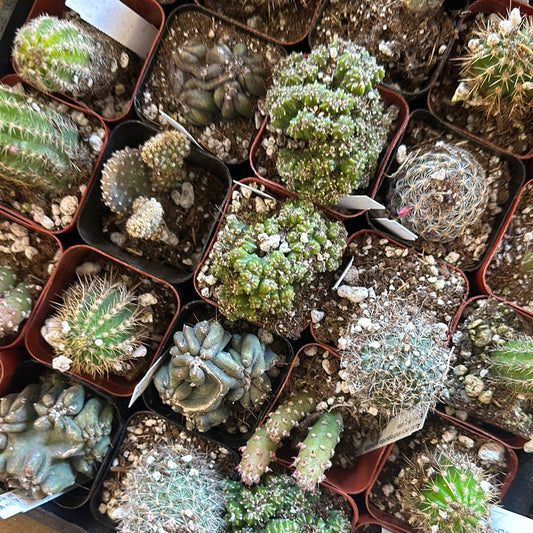 CACTI 2IN POT