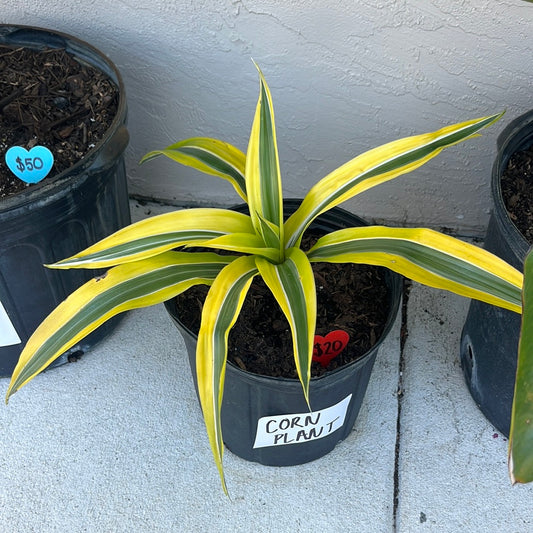 CORN PLANT