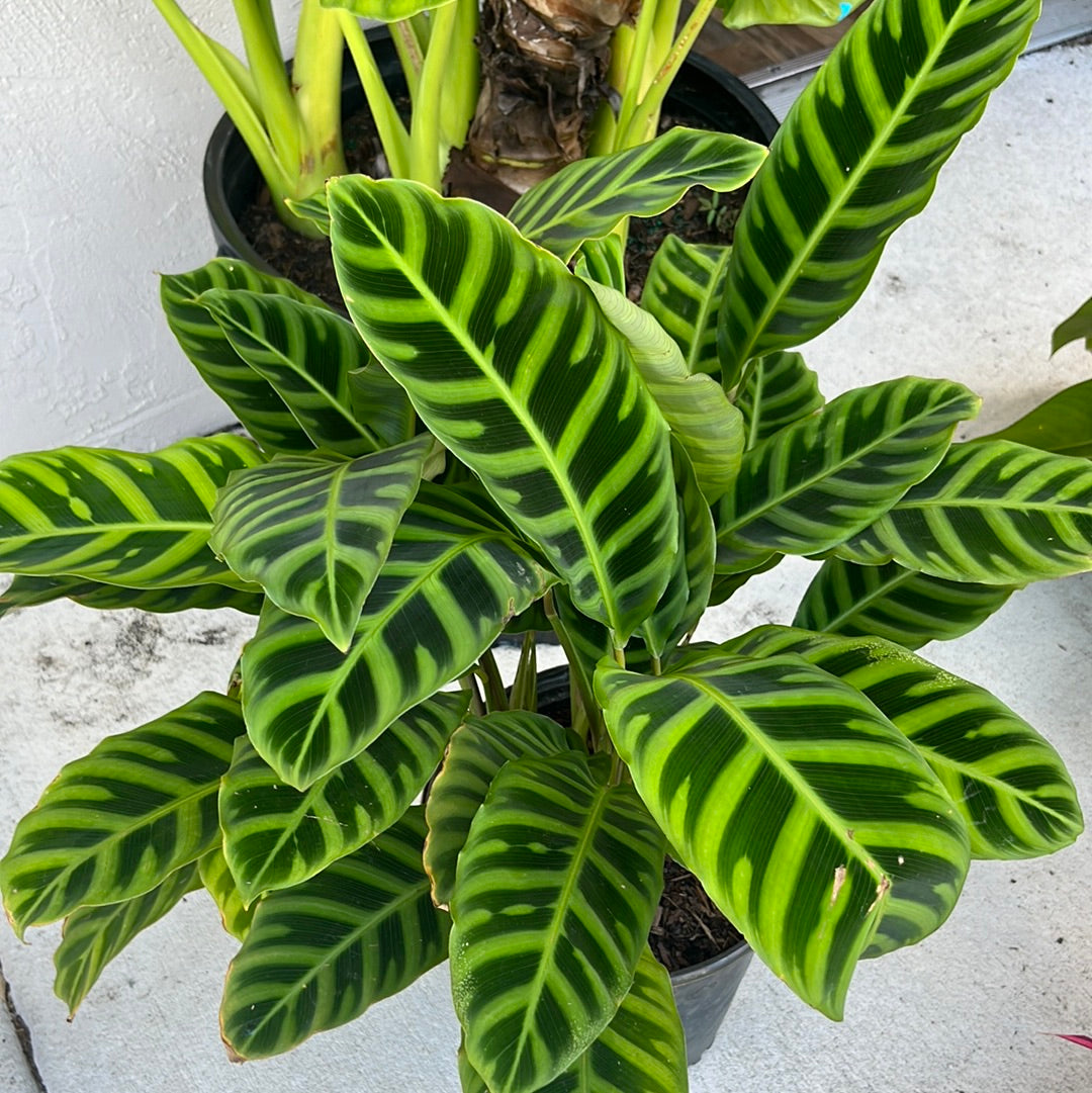 ZEBRA PLANT