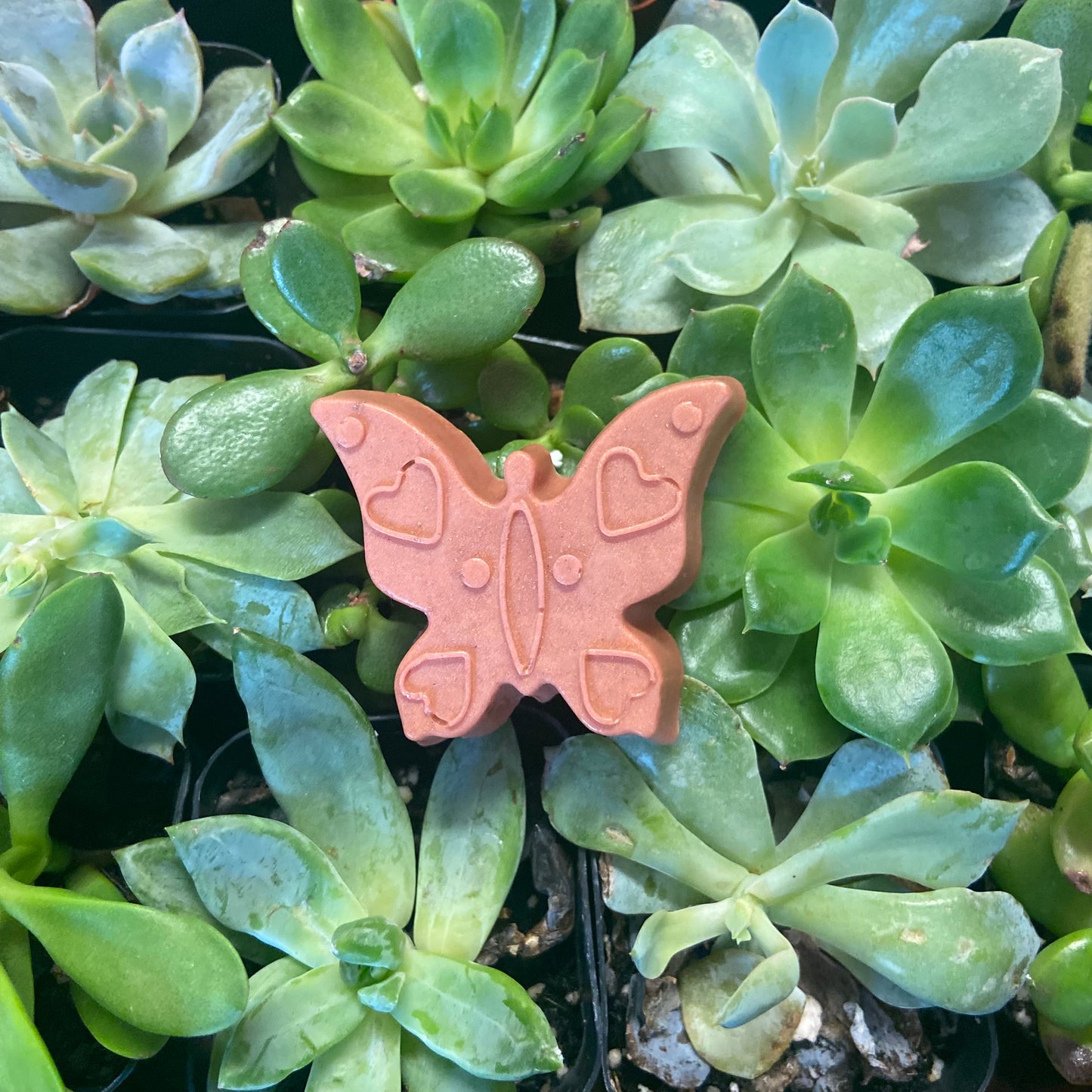 Sandalwood Butterfly Soap