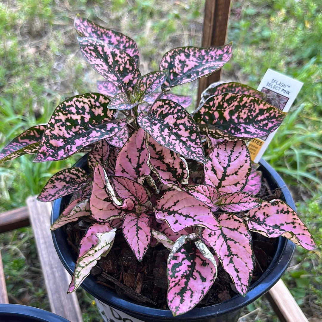 POLKA DOT PLANT