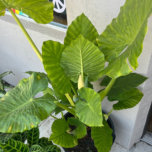 ELEPHANT EAR