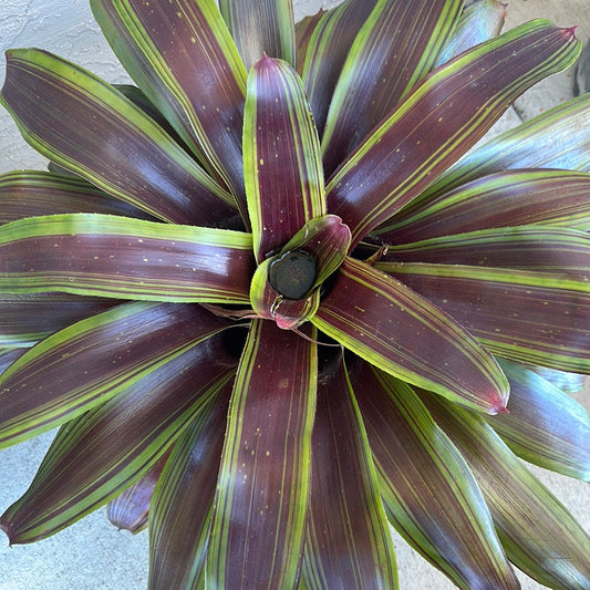 BLUSHING BROMELIAD