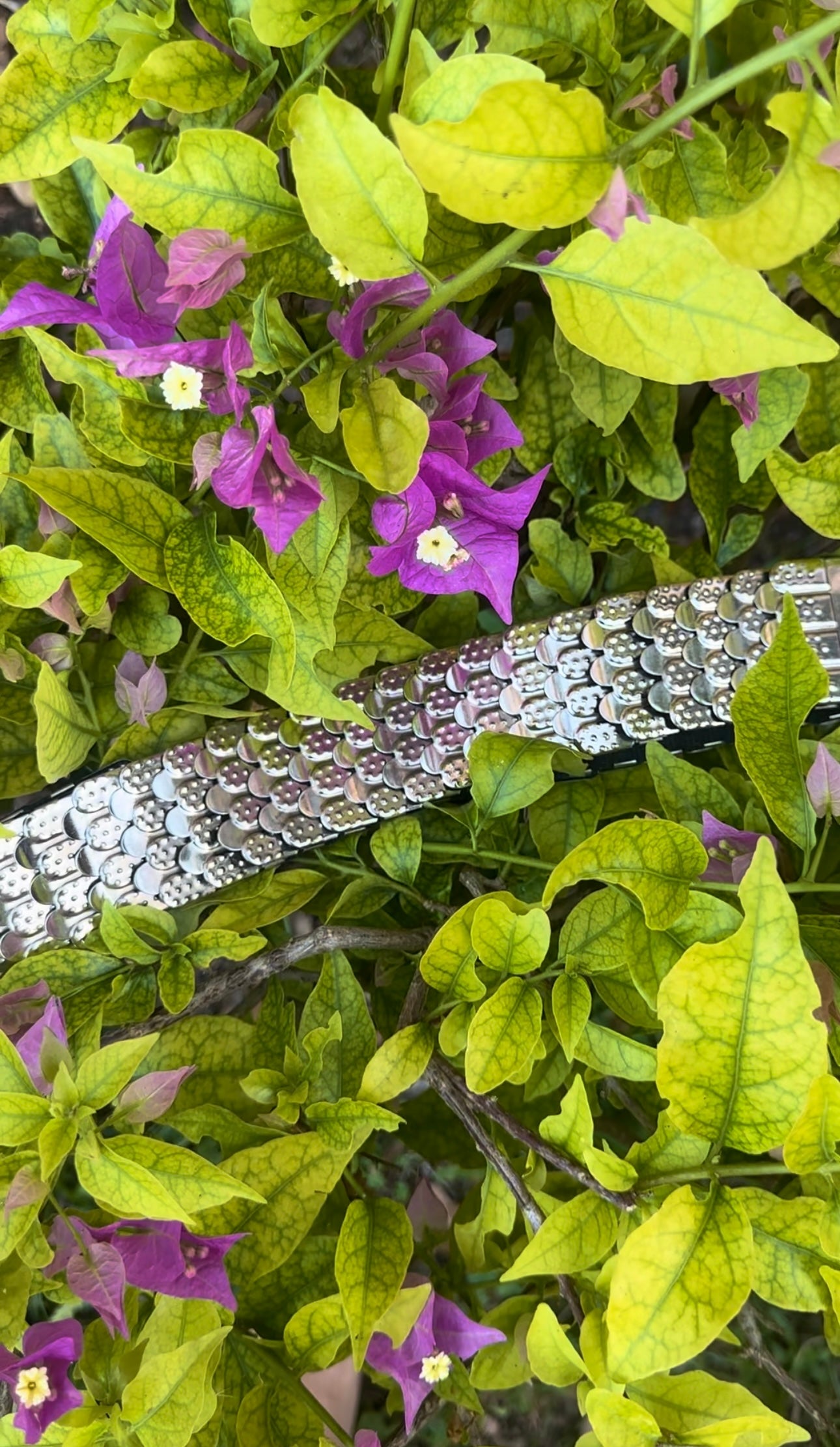 SILVER PLATED SQUARE BELT (SMALL-MEDIUM)